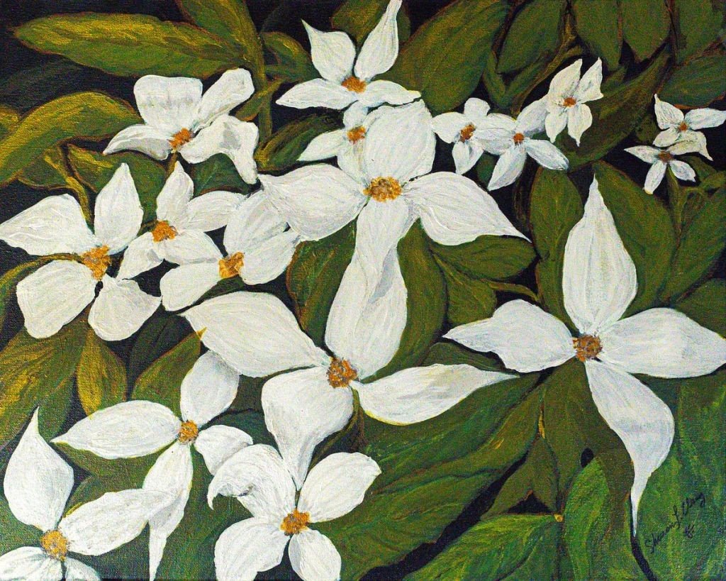 Dogwoods